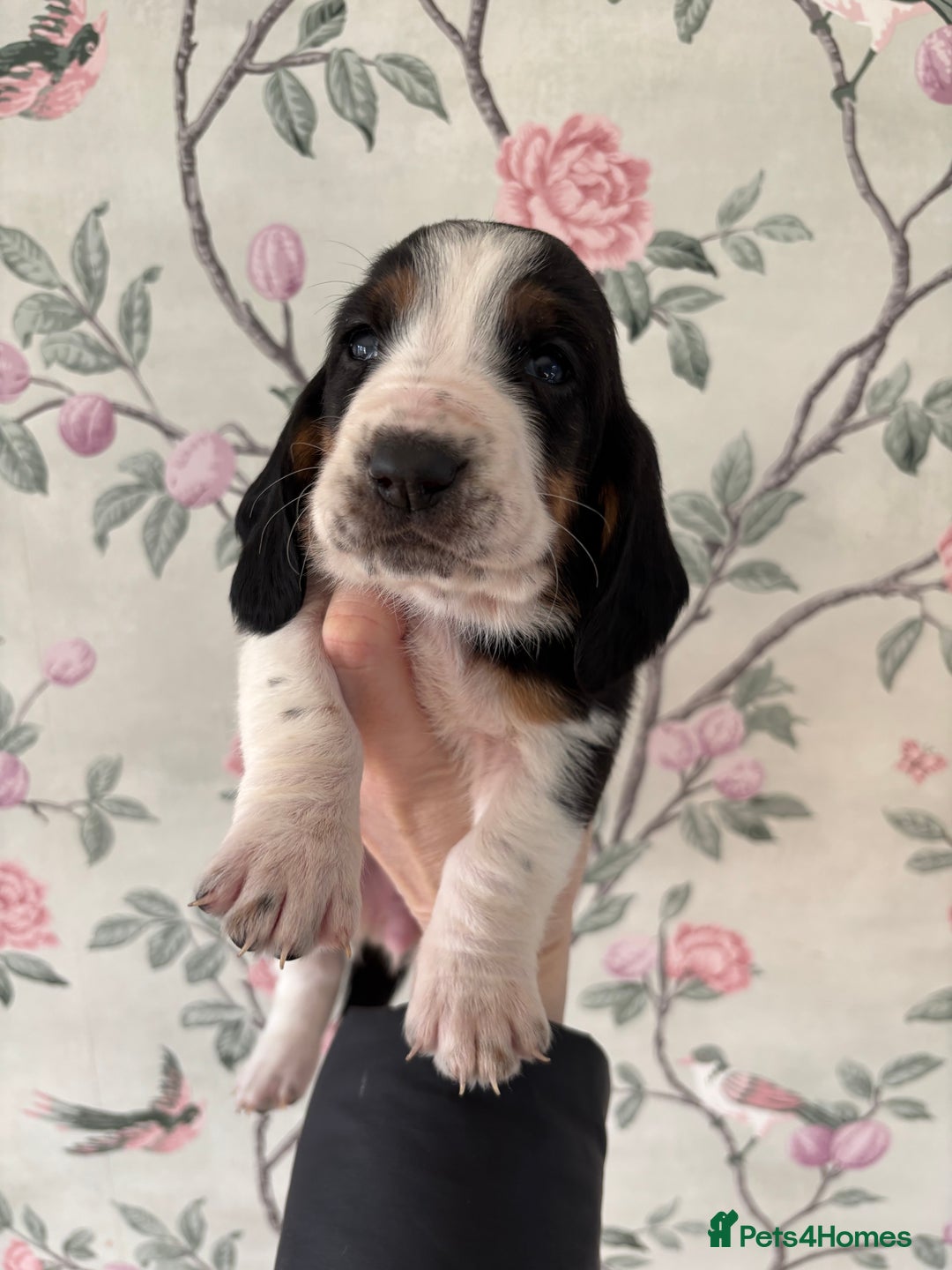 Basset Hound dogs for sale: Bassett hound puppies  - Advert 9