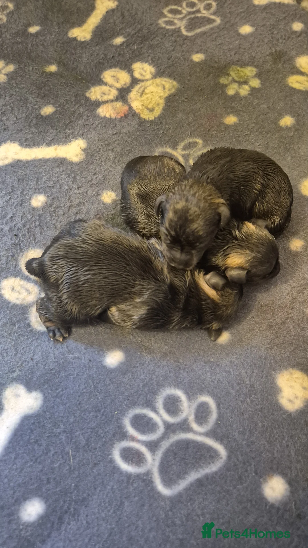 Miniature Schnauzer dogs for sale: KC Registered Miniature Schnauzer Puppies - Advert 12