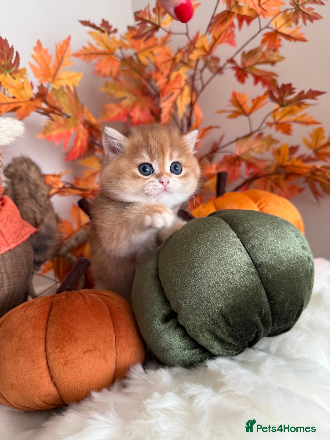 British Shorthair cats for sale: Golden British Shorthair  - Image 11
