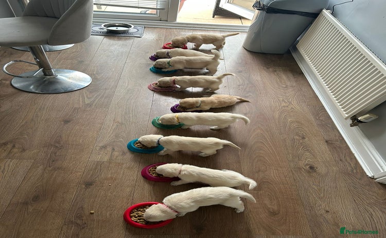 Golden Retriever dogs - Advert 2
