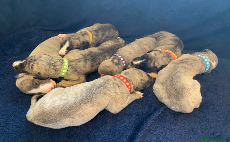 Whippet dogs Exceptional Whippet Puppies from Show Lines - Advert 8