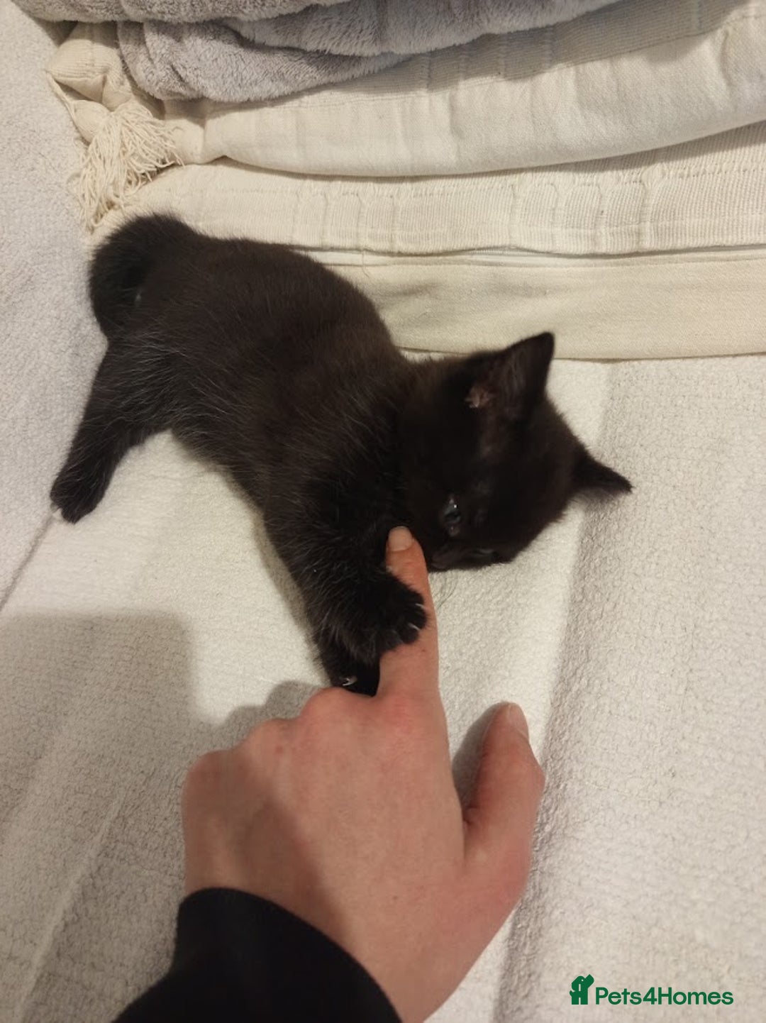 Mixed Breed cats for sale: Ready to leave 4 adorable kittens - Advert 6