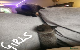 British Shorthair cats for sale: 5 beautiful british shorthair kittens - Image 29