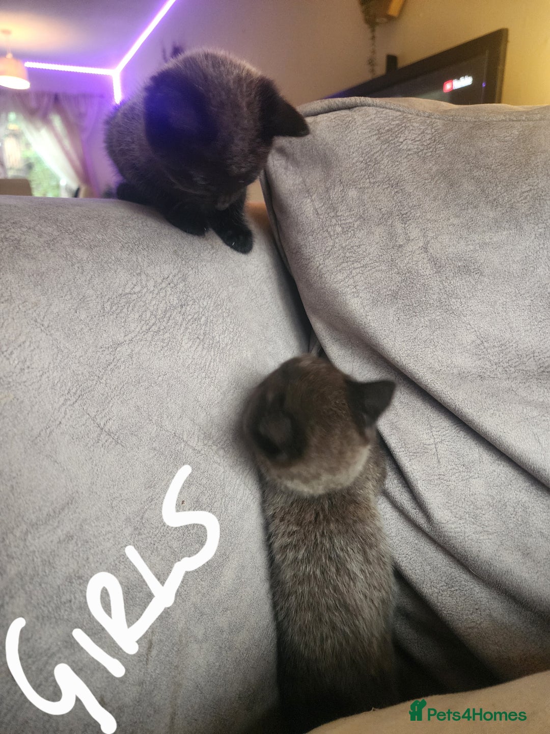 British Shorthair cats for sale: 5 beautiful british shorthair kittens - Image 29