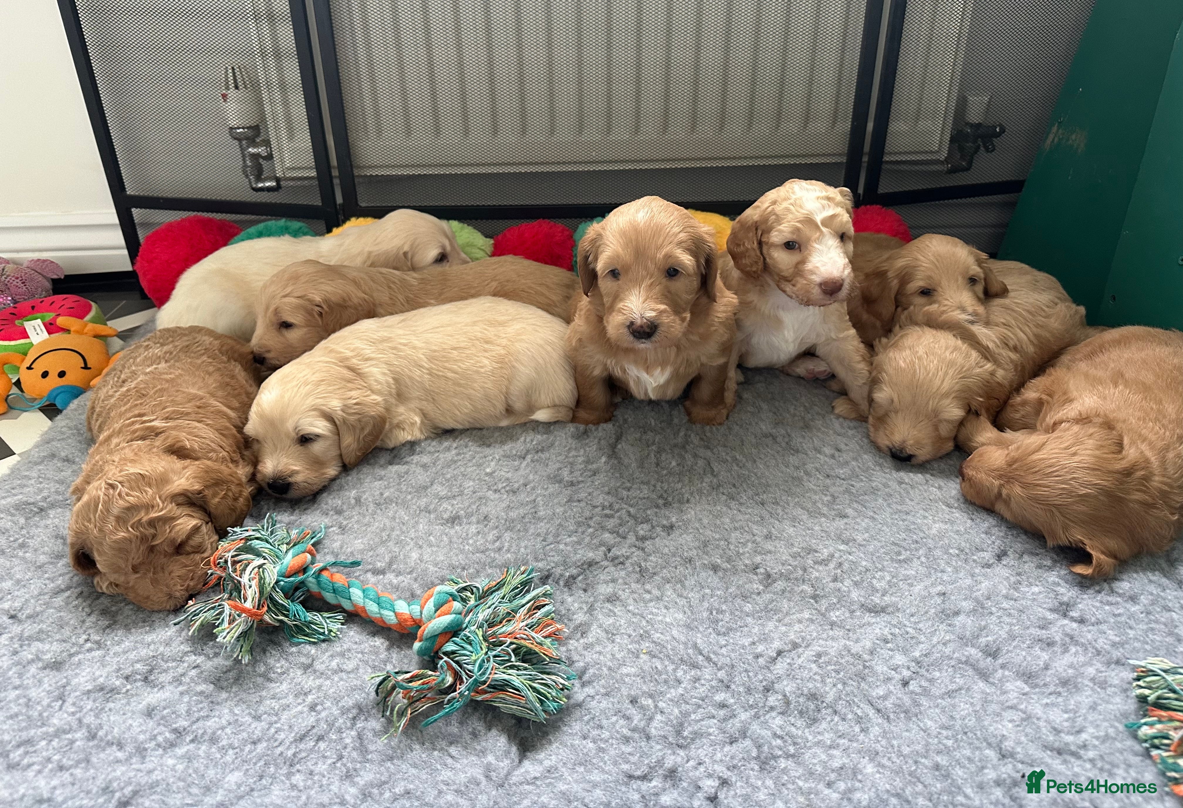 Mixed Breed dogs Australian double doodles  - Advert 15