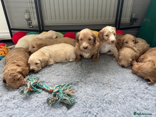 Mixed Breed dogs Australian double doodles - Advert 1