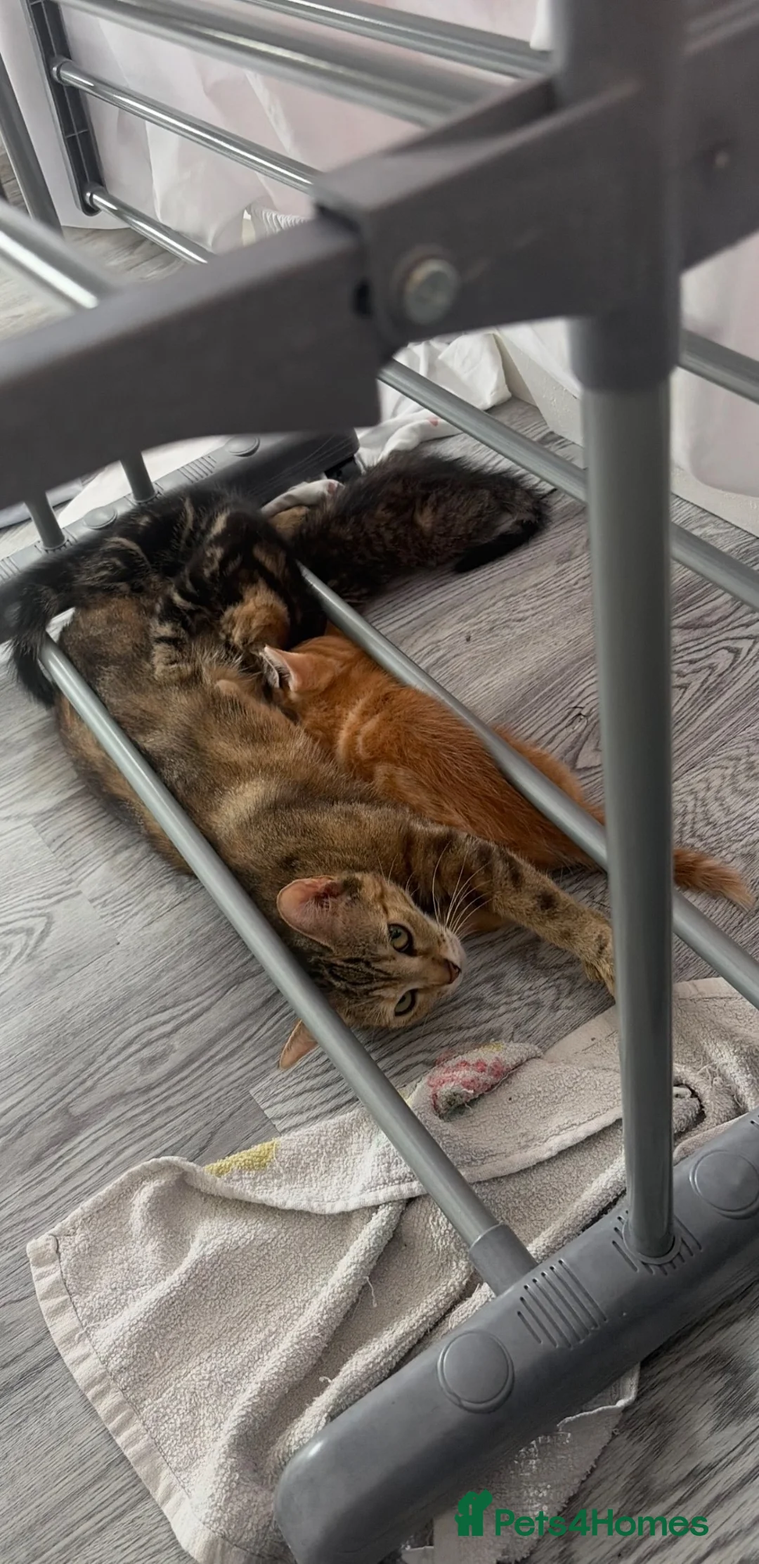 Mixed Breed cats for sale: 2 kittens.  - Advert 12