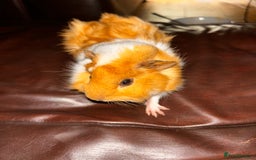 Guinea Pig rodents for sale: 2 guneai pigs for sale  - Image 6