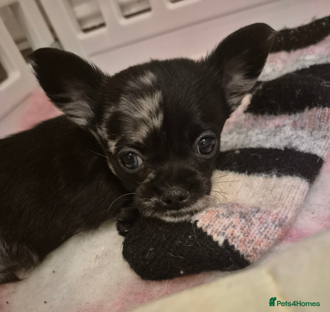 Chihuahua dogs for sale: 4 pure breed chihuahua, 2 merle  2 twins - Advert 14