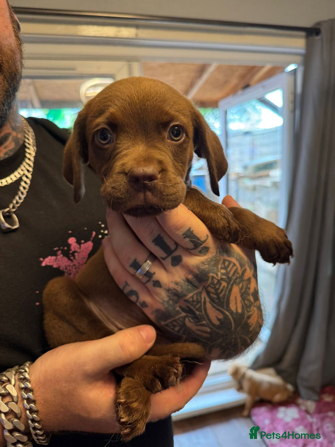 Dogue De Bordeaux dogs for sale: Dogue de Bordeaux cross puppies for sale.  - Image 2