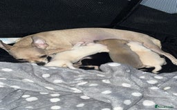 Chihuahua dogs for sale: 2 beautiful pups for sale - Image 2