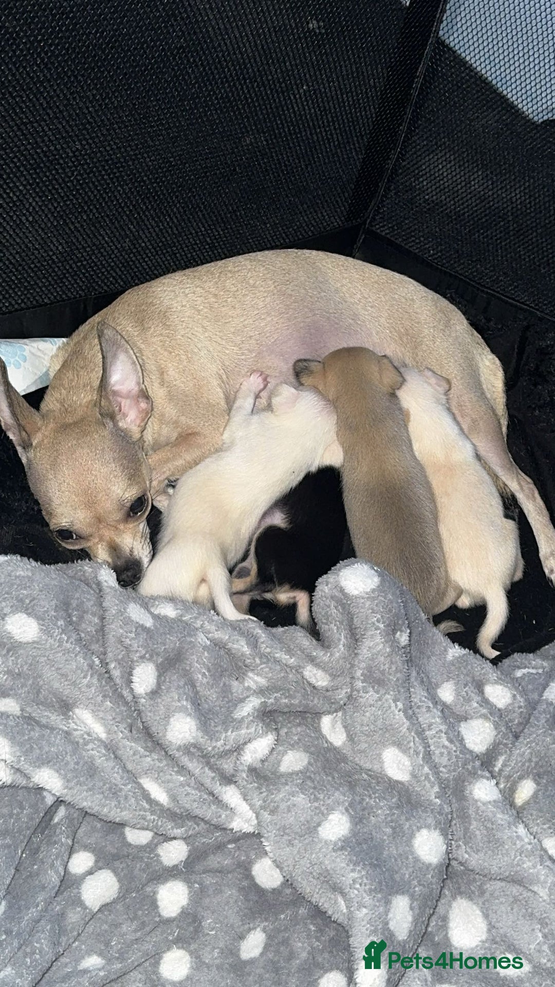 Chihuahua dogs for sale: 2 beautiful pups for sale - Image 2