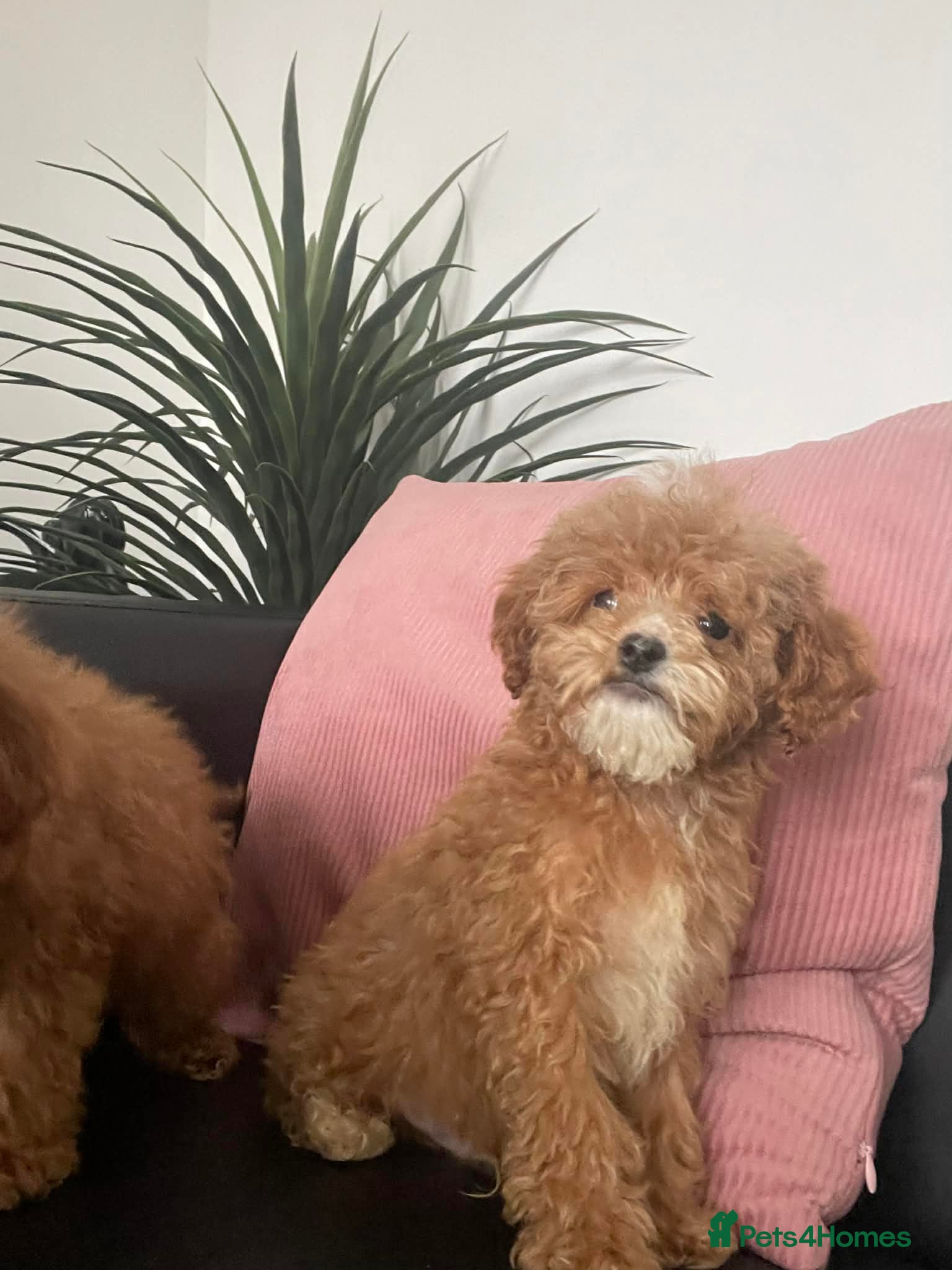 Cavapoo dogs Beautiful F1B toy Cavapoo Puppies for Sale - Advert 18