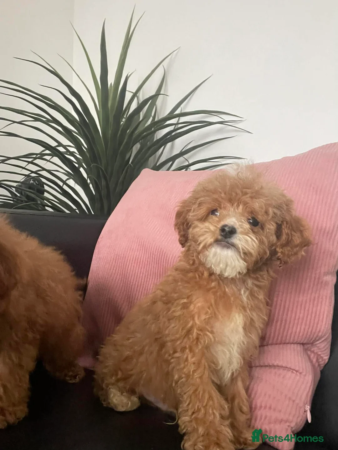 Cavapoo dogs for sale: Beautiful Cavapoo Puppies for Sale - Advert 3
