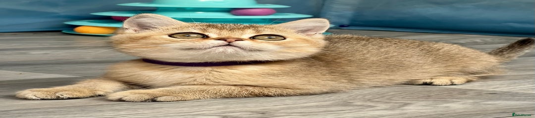 British Shorthair Kitten 1