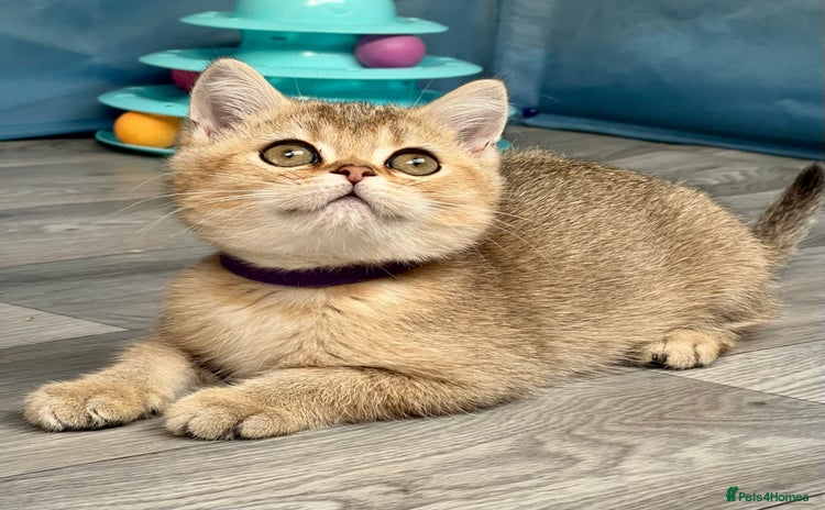 British Shorthair cats - Advert 1