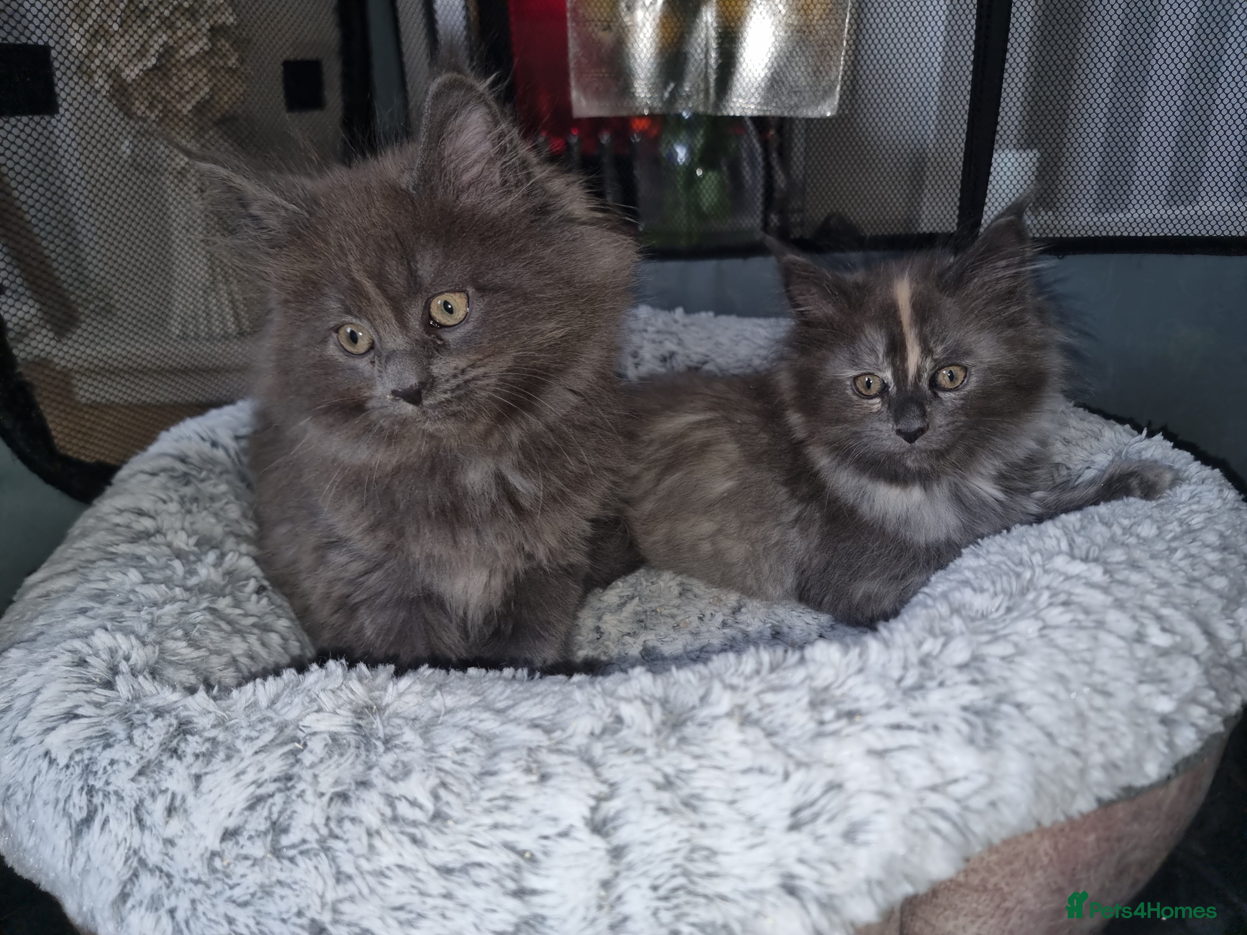 Maine Coon cats Two beautiful Maine Coon GIRLS - Advert 2