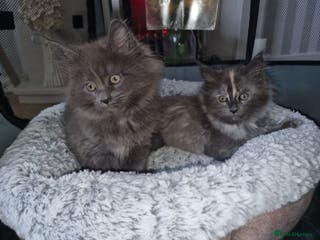 Maine Coon cats Two beautiful Maine Coon GIRLS - Advert 2