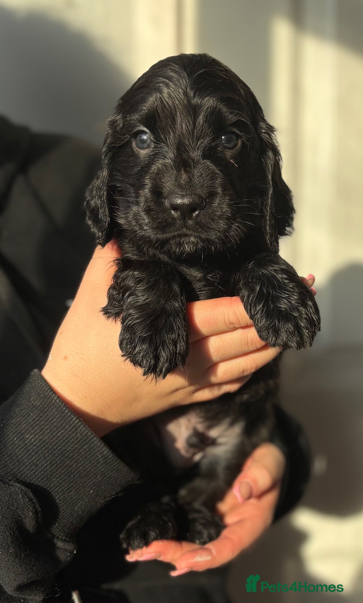 Cocker Spaniel dogs for sale: Gorgeous KC Show Cocker Spaniel Puppies  - Advert 1