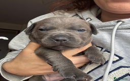 Staffordshire Bull Terrier dogs for sale: Quality Blue Health Tested  - Advert 5