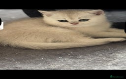 Scottish Fold cats for sale: Purebred Scottish kittens - Image 7