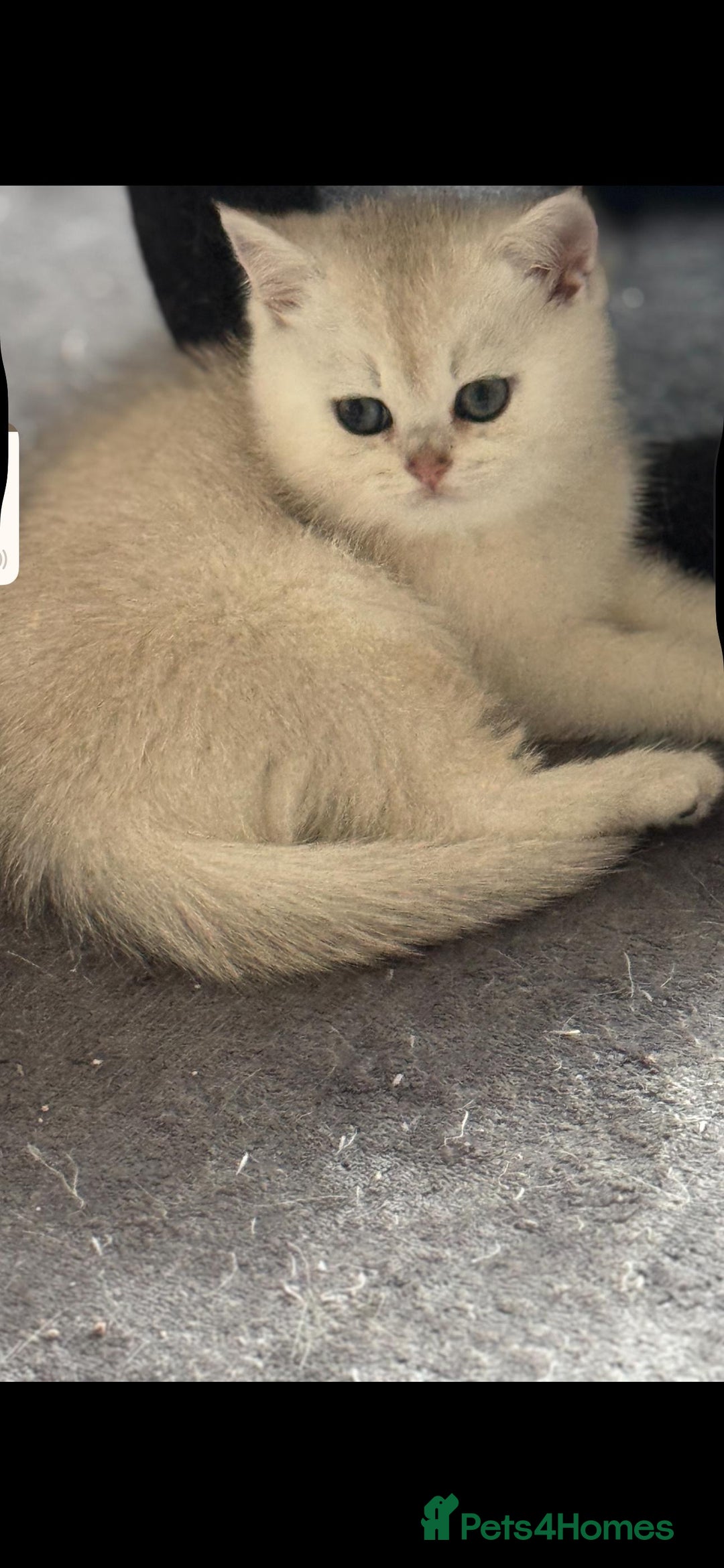Scottish Fold cats for sale: Purebred Scottish kittens - Image 7