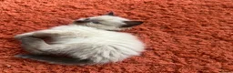 Ragdoll cats for sale: 4 beautiful ragdoll kittens for sale  - Advert 8