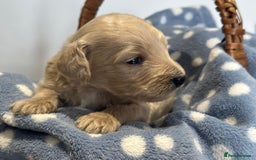 Bernedoodle dogs for sale: F1B STANDARD  BERNADOODLE LAST FEW - Image 31