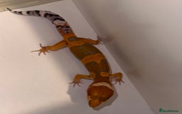 Gecko reptiles for sale: Babies & adults  - Image 10