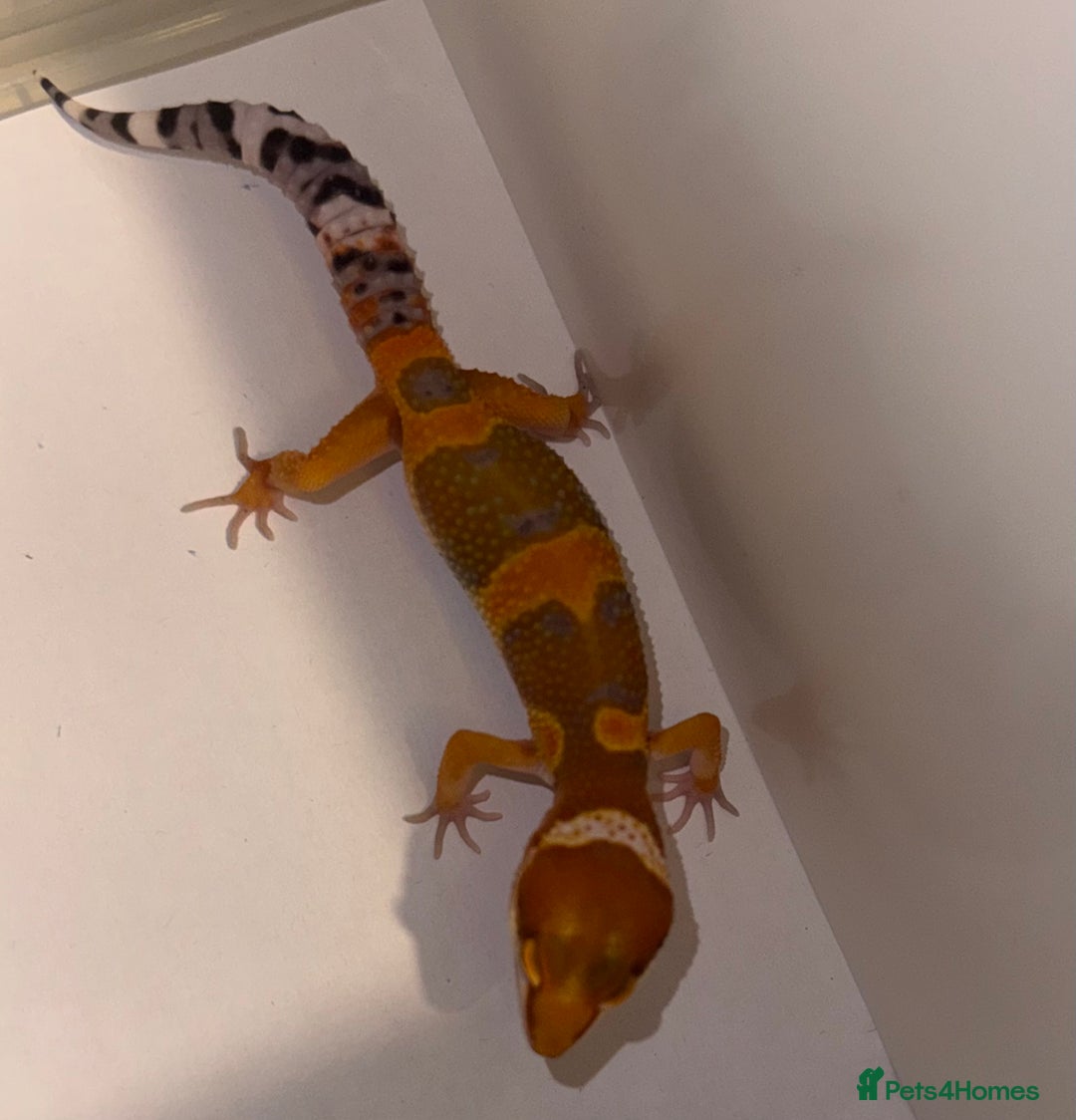 Gecko reptiles for sale: Babies & adults  - Image 10