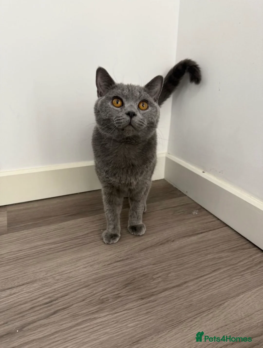 British Shorthair cats for sale: Gccf male  - Advert 4