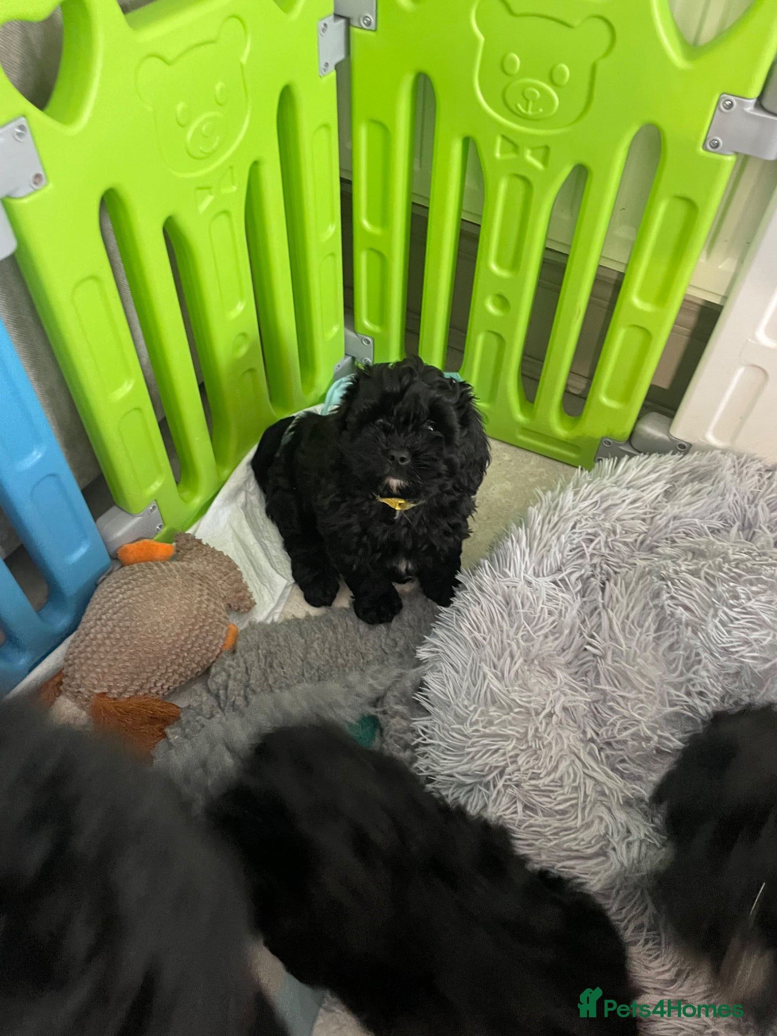 Shihpoo dogs Shihpoo pups  - Advert 6