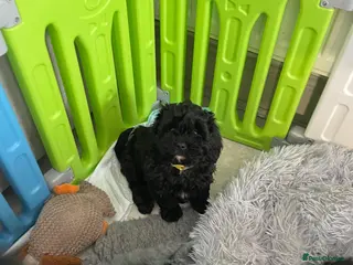 Shihpoo dogs Shihpoo pups - Advert 6