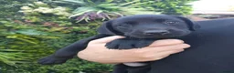 Labrador Retriever dogs for sale: 🐾 Labrador Puppies for Sale 🐾 in Folkestone - Advert 9