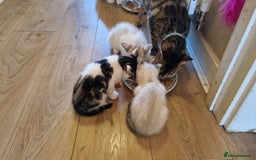 Bengal cats for sale: 4 bengal cross tabby kittens  - Image 4