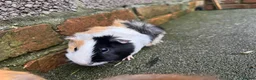 Guinea Pig rodents for sale: Rosette Teddy X US Smooth  - Advert 8