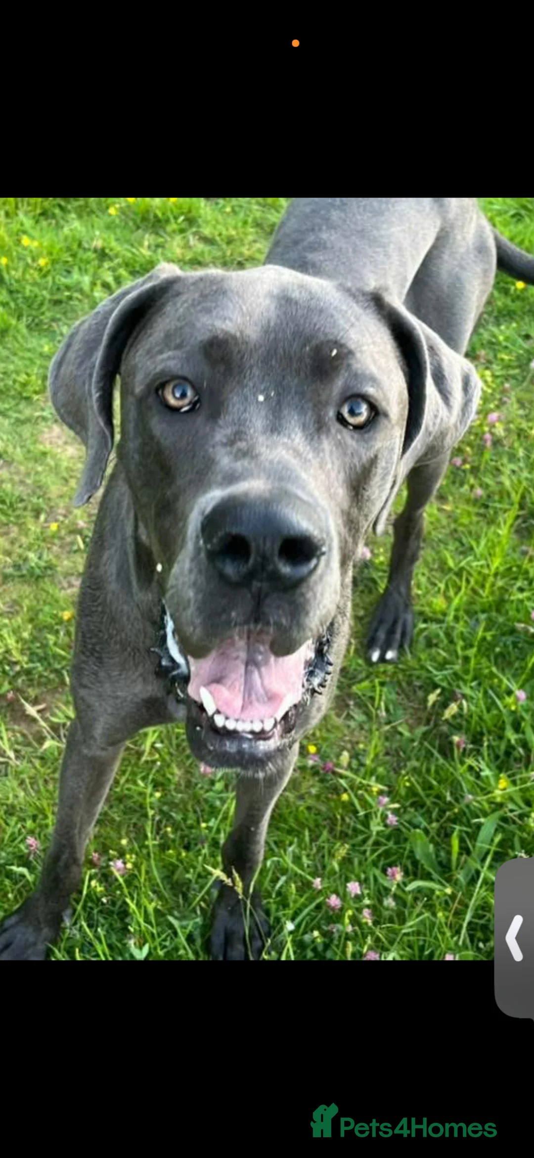 Great Dane dogs for sale: Beautiful litter Great Dane pups  in Dulverton - Advert 2