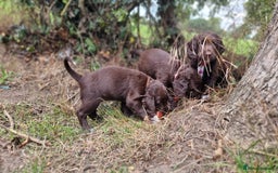 Cocker Spaniel dogs for sale: KC registered cocker spaniels - Image 33