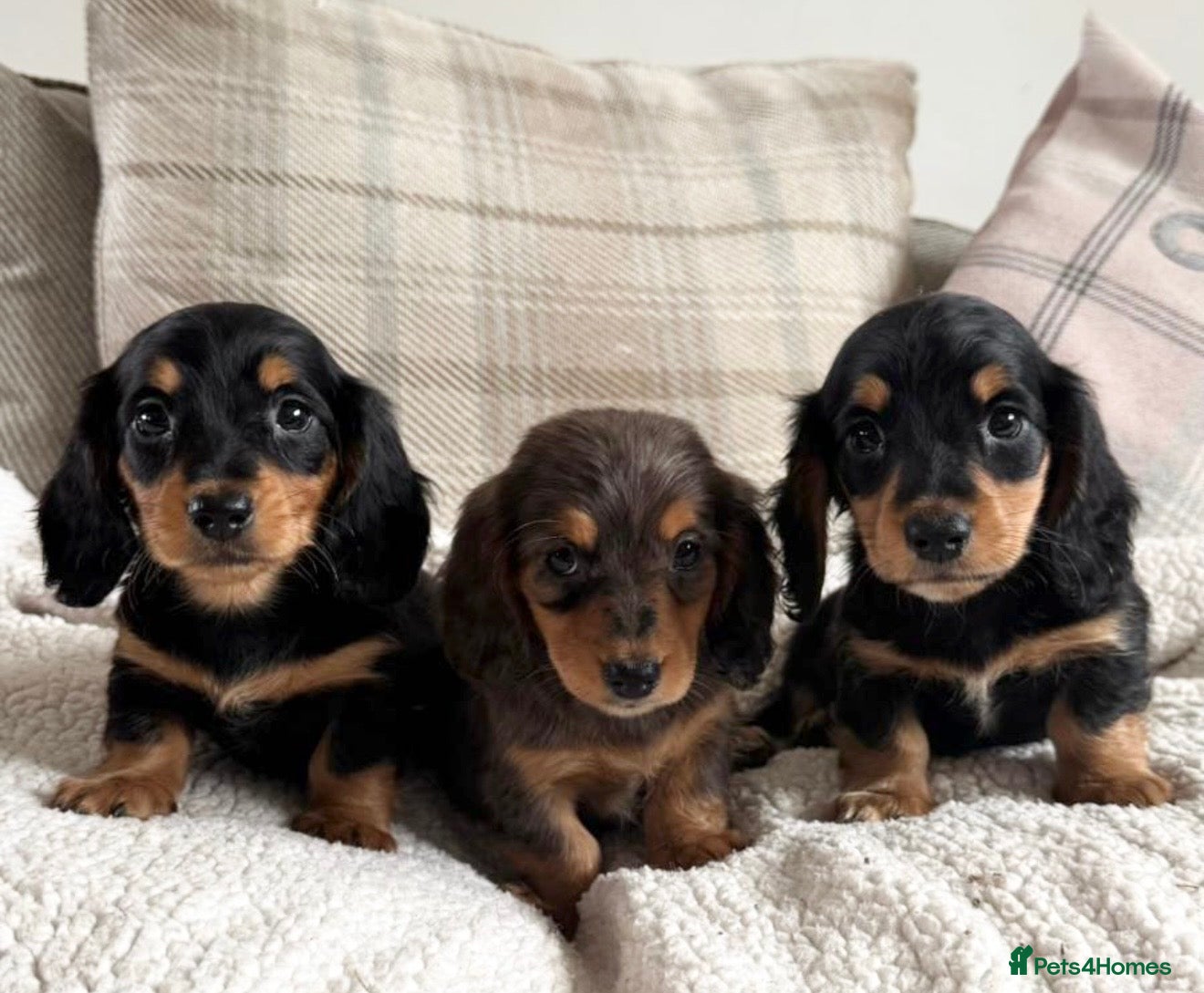 Dachshund dogs BEAUTIFUL LONGHAIR KC REG & PRA CLEAR MINI🩷💙 - Advert 1
