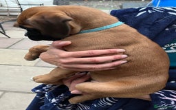 Boxer dogs for sale: READY TO GO - Chunky KC registered Boxer pups - Image 19