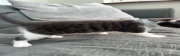 Mixed Breed cats for sale: Mixed breed kittens  - Advert 12