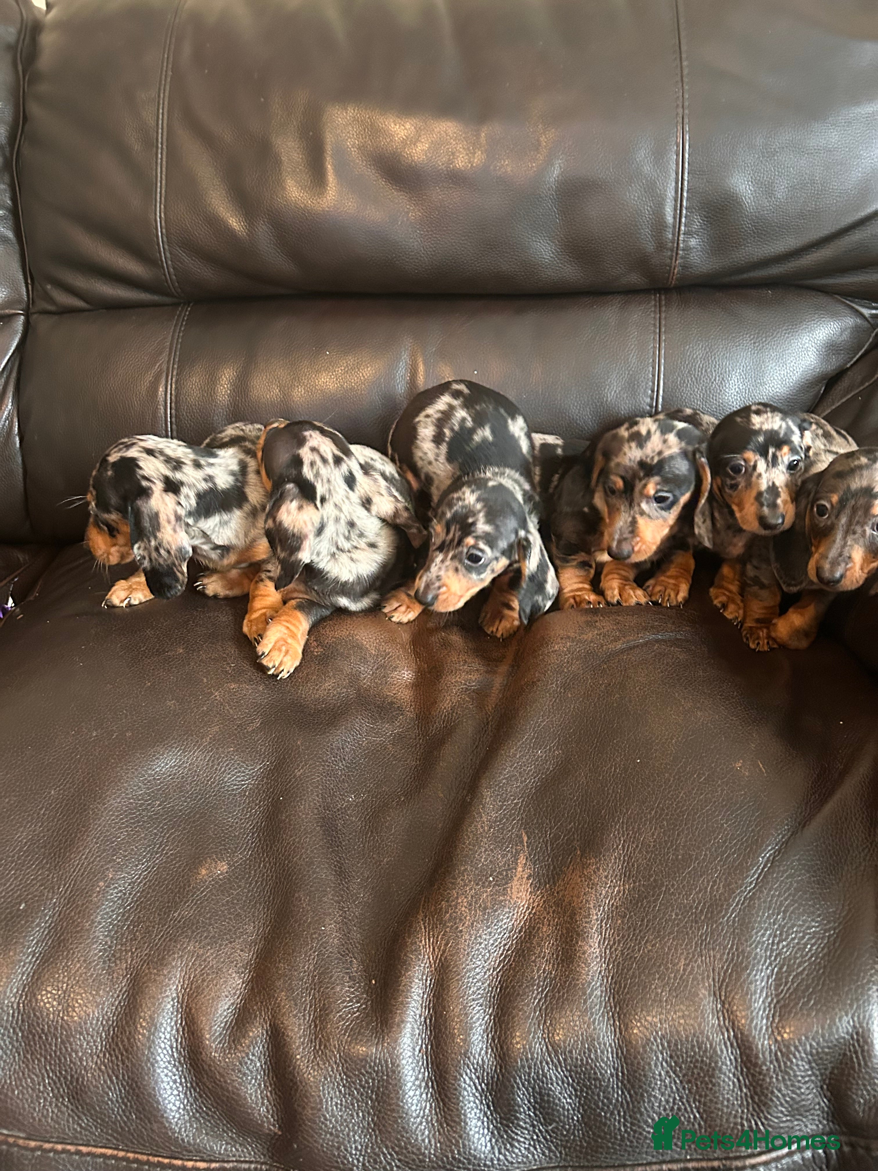 Miniature Dachshund dogs Dachshund puppies boys and girls ready now - Advert 5