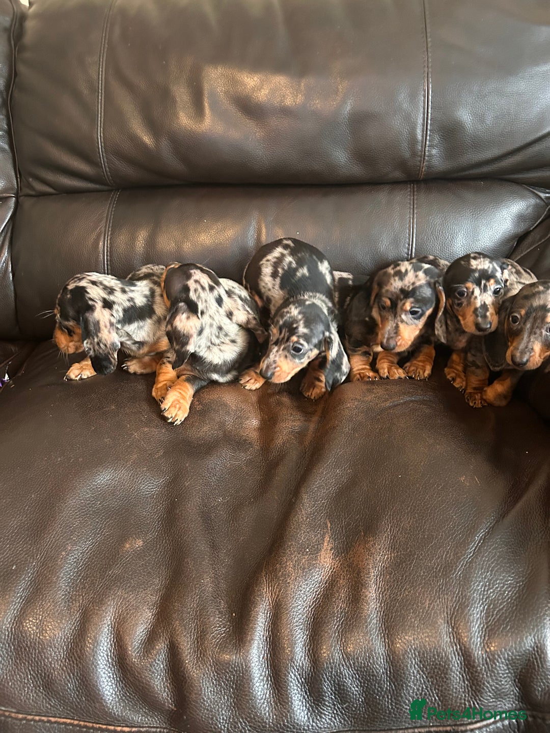 Miniature Dachshund dogs for sale: Dachshund puppies boys and girls ready now - Advert 1