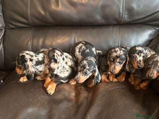 Miniature Dachshund dogs Dachshund puppies boys and girls ready now - Advert 6