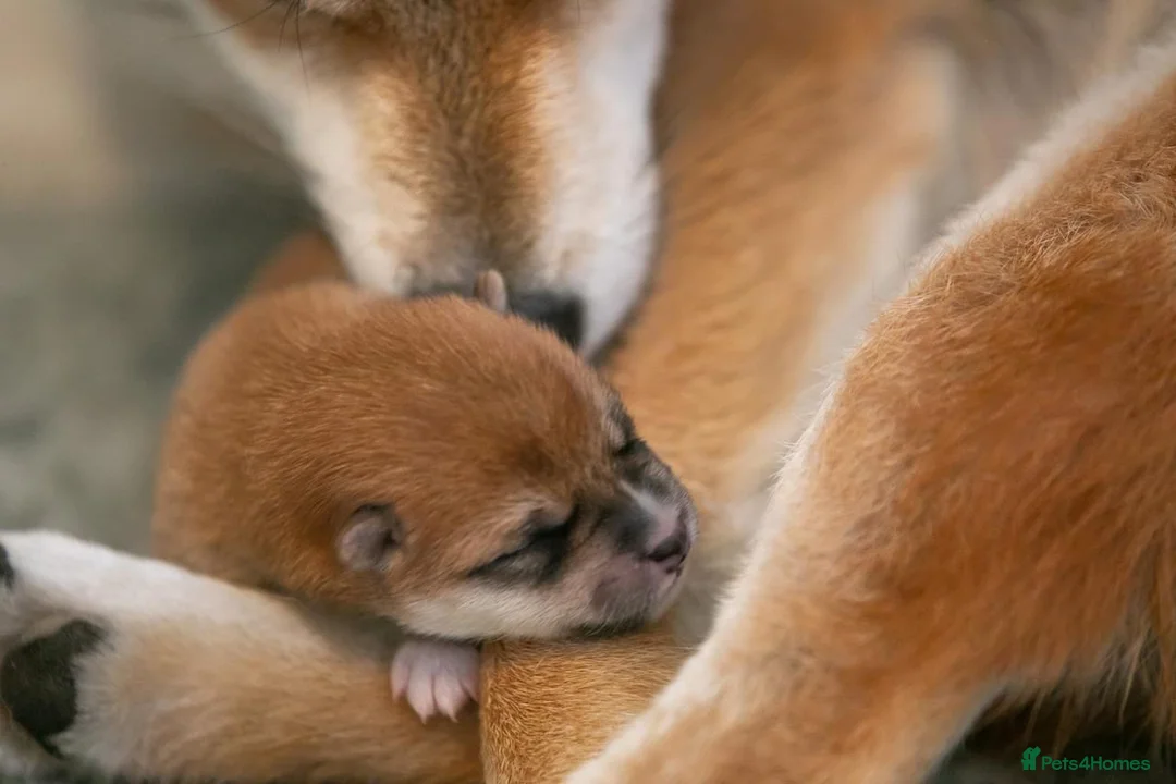 Japanese Shiba Inu dogs for sale: Elite Japanese Shiba Inu puppies, pure excellence - Advert 1