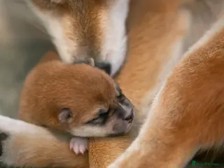 Japanese Shiba Inu dogs Elite Japanese Shiba Inu puppies, pure excellence - Advert 17