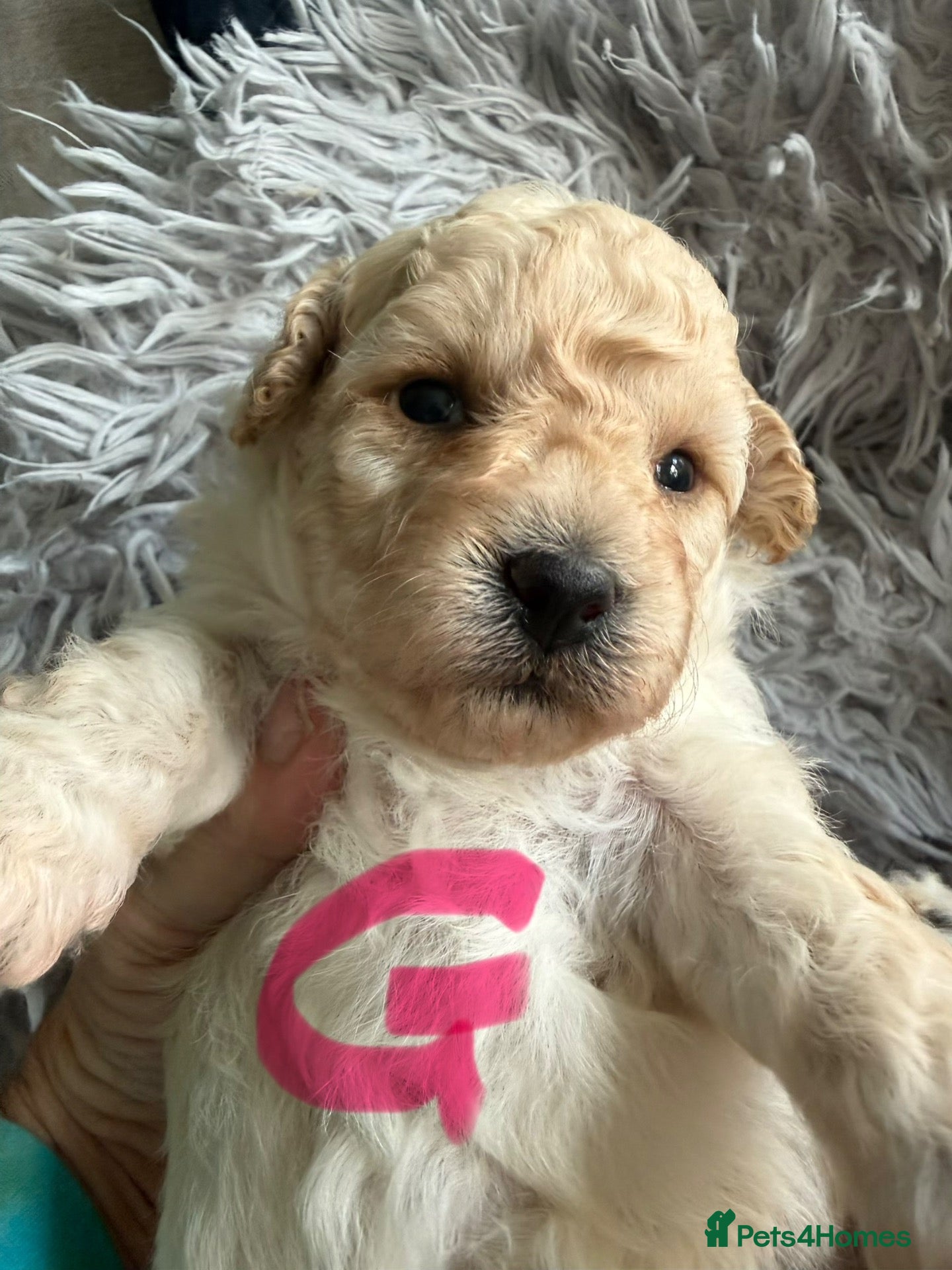Maltipoo dogs Stunning health tested Toy Maltipoo  - Advert 1