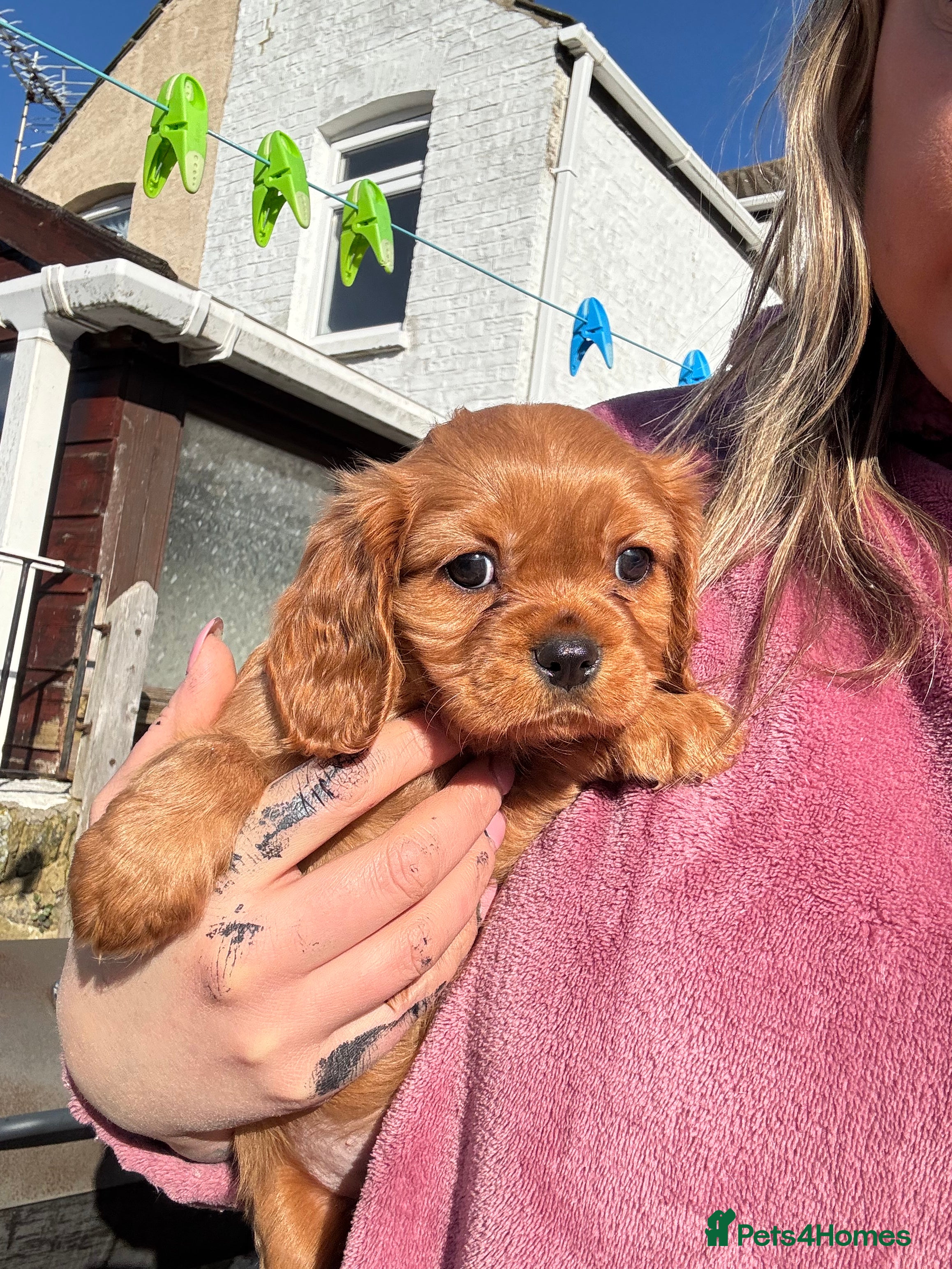 Cavalier King Charles Spaniel dogs Male King Charles Cavalier Puppies 🩵💙 - Advert 10