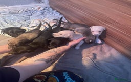 Greyhound dogs for sale: Greyhound Puppies - Image 1
