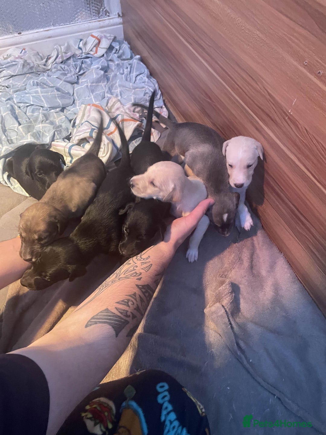 Greyhound dogs for sale: Greyhound Puppies - Image 1